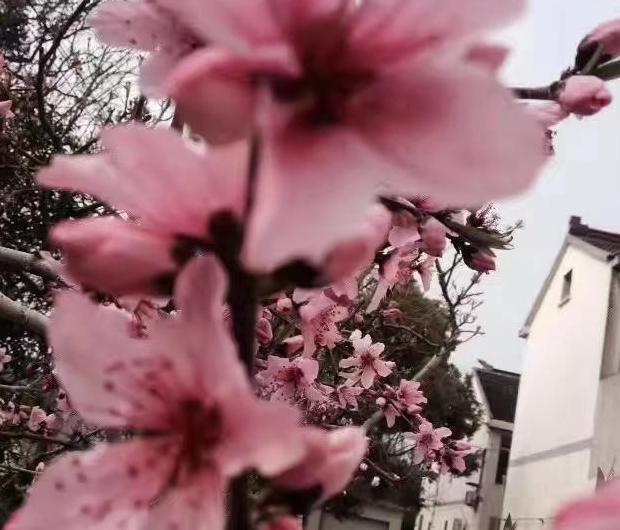 2021抗击疫情优秀作文最新版800字【2021抗击疫情优秀作文最新版美】