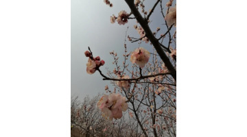 家风小故事500字作文五年级【家风小故事500字作文关于春节元宵节元旦】