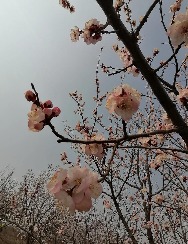 家风小故事500字作文五年级【家风小故事500字作文关于春节元宵节元旦】