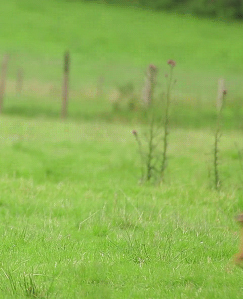 古人关于环保的句子【中国古代环保思想名句】