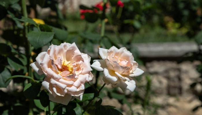 相隔千里的思念的句子何时能相逢的句子【相隔千里的思念的句子茜】