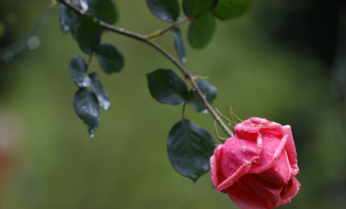 相隔千里的思念的句子何时能相逢的句子【相隔千里的思念的句子茜】
