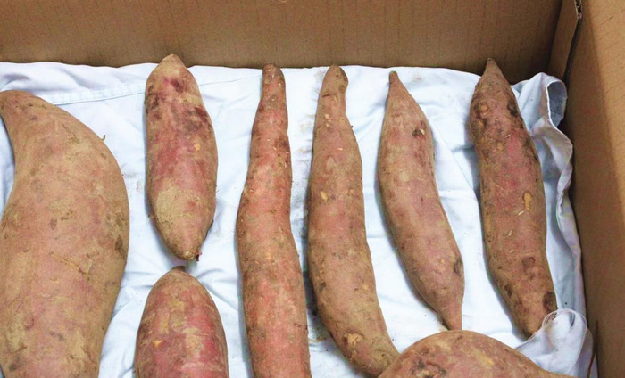 冬天红薯怎么储存方法【红薯的储存方法】