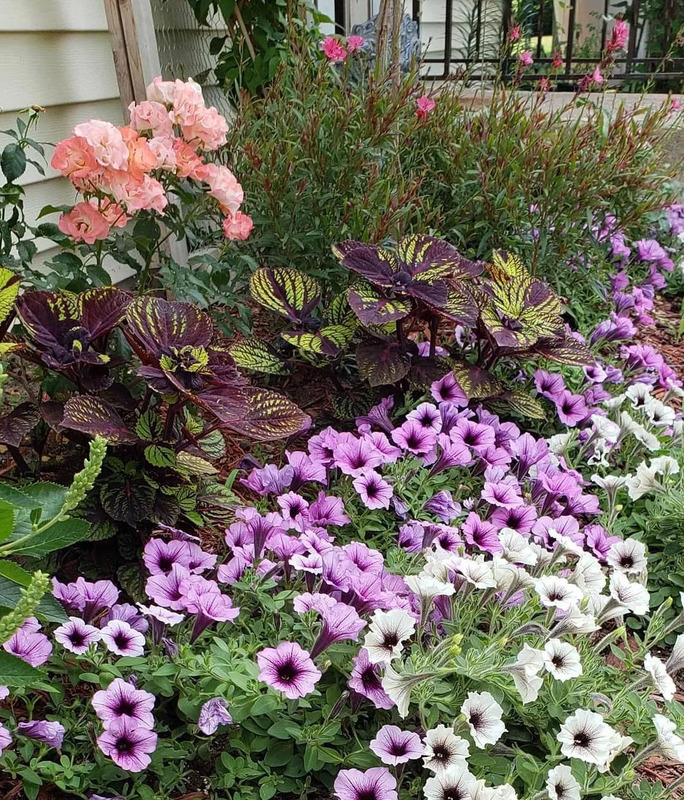 多肉花境效果图【花境效果图怎么做】