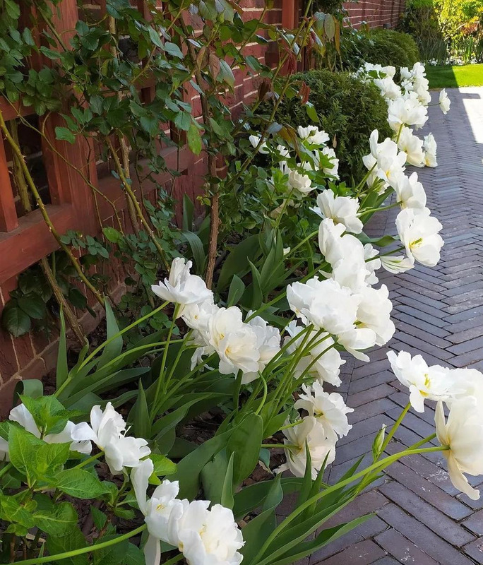 多肉花境效果图【花境效果图怎么做】