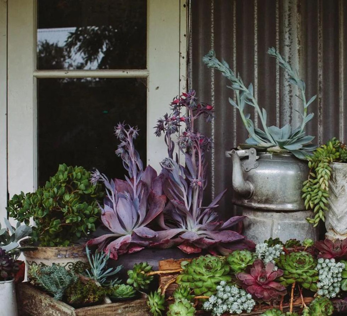 多肉花境效果图【花境效果图怎么做】