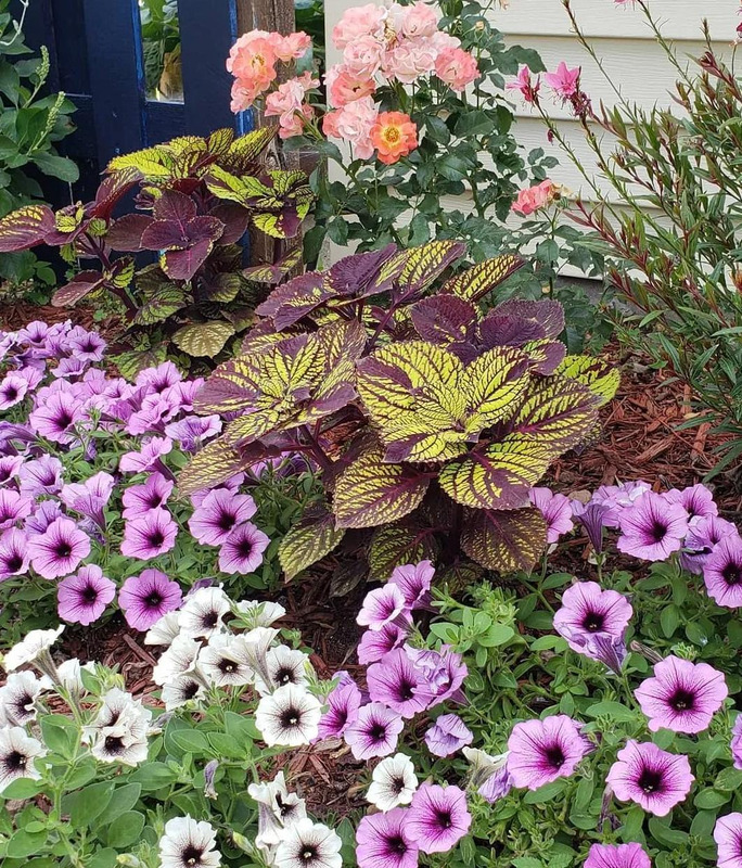 多肉花境效果图【花境效果图怎么做】