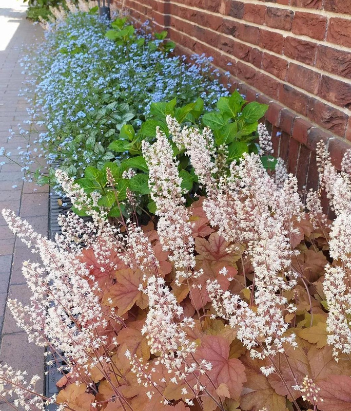 多肉花境效果图【花境效果图怎么做】