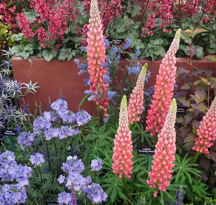 多肉花境效果图【花境效果图怎么做】