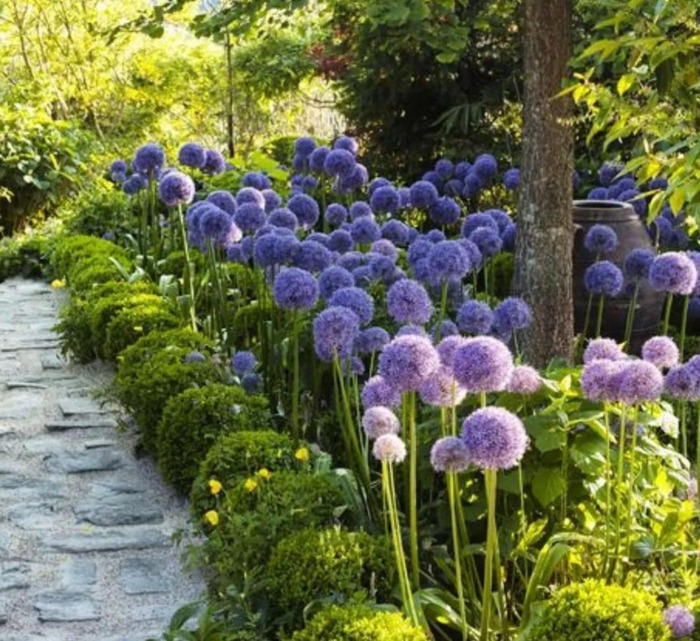 多肉花境效果图【花境效果图怎么做】