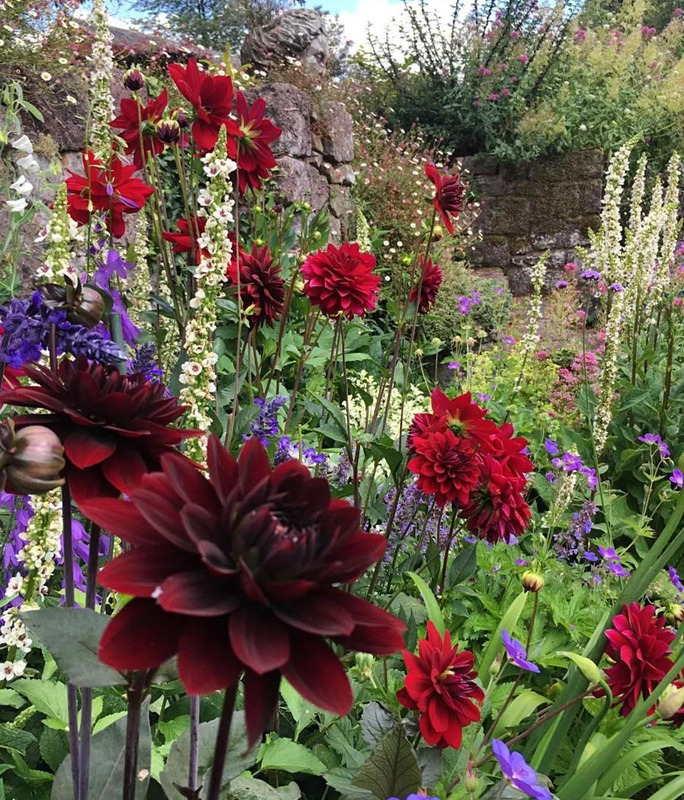 多肉花境效果图【花境效果图怎么做】