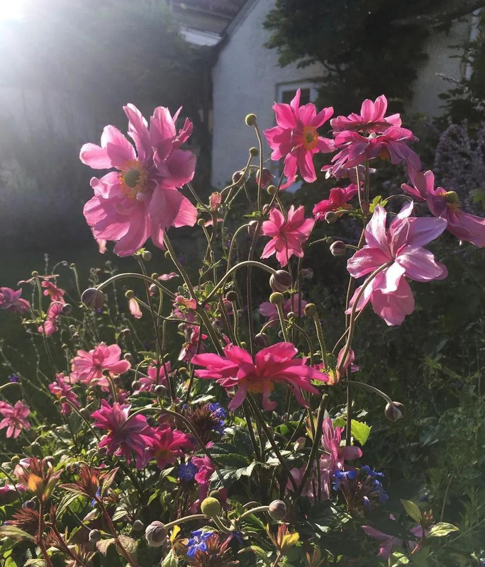 多肉花境效果图【花境效果图怎么做】