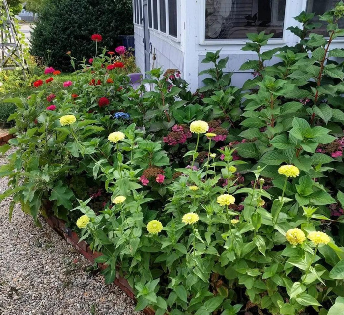 多肉花境效果图【花境效果图怎么做】