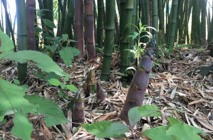 百里杜鹃附近【百里杜鹃风景名胜区住哪里好】