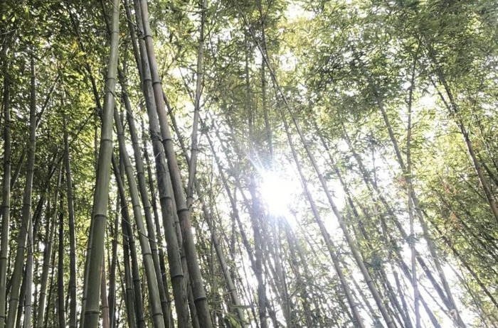 百里杜鹃附近【百里杜鹃风景名胜区住哪里好】