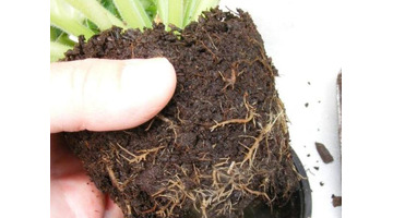 优质珍珠岩多少钱一方【珍珠岩多少钱一粒】