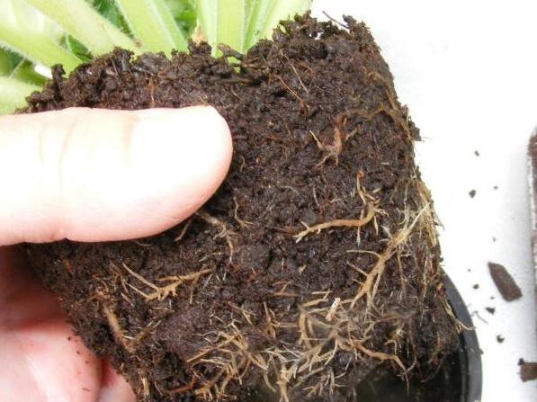 优质珍珠岩多少钱一方【珍珠岩多少钱一粒】