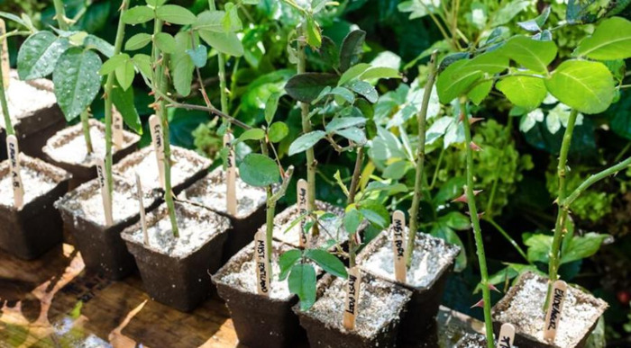 优质珍珠岩多少钱一方【珍珠岩多少钱一粒】