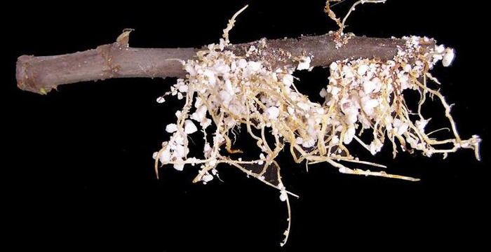 优质珍珠岩多少钱一方【珍珠岩多少钱一粒】