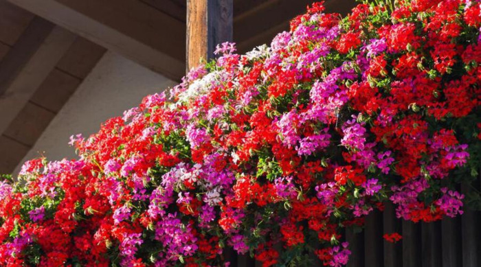 优质珍珠岩多少钱一方【珍珠岩多少钱一粒】