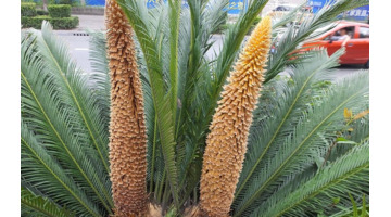 铁树象征什么【铁树寓意和象征】