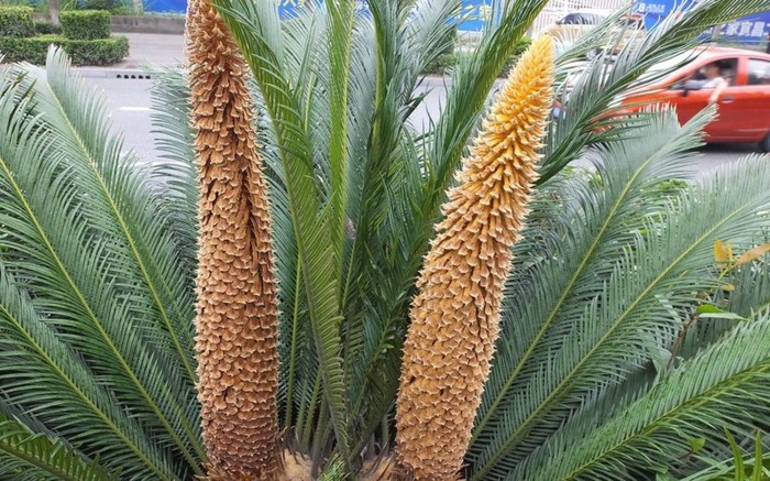 铁树象征什么【铁树寓意和象征】