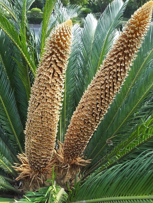 铁树象征什么【铁树寓意和象征】