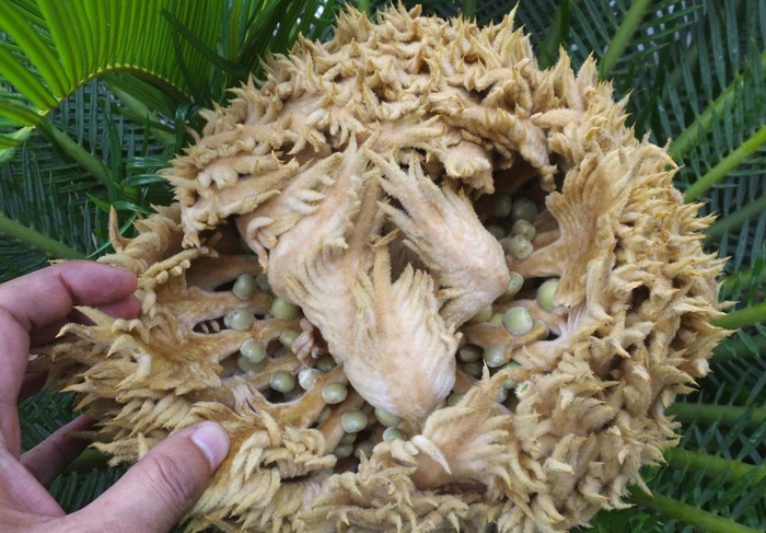 铁树象征什么【铁树寓意和象征】