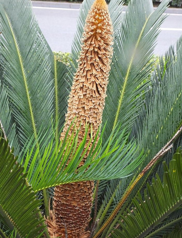 铁树象征什么【铁树寓意和象征】