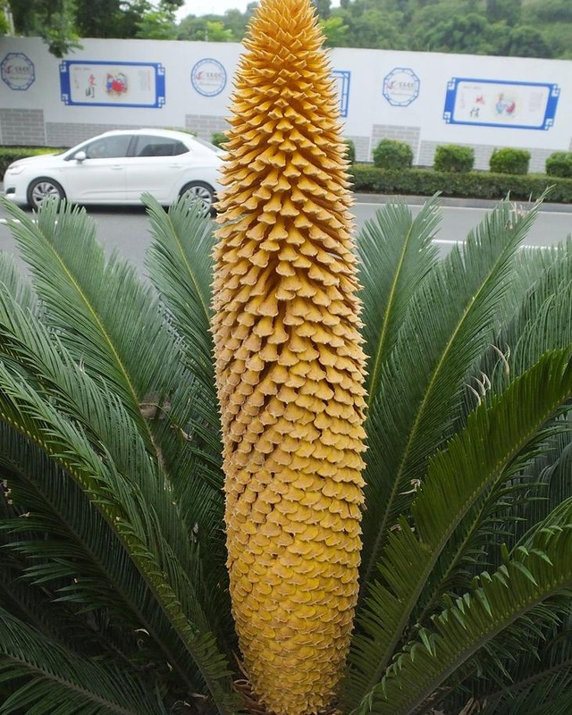 铁树象征什么【铁树寓意和象征】