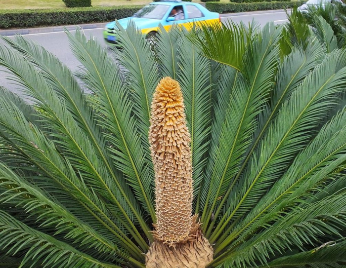 铁树象征什么【铁树寓意和象征】