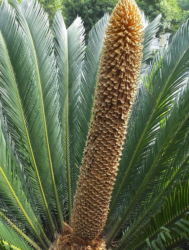 铁树象征什么【铁树寓意和象征】