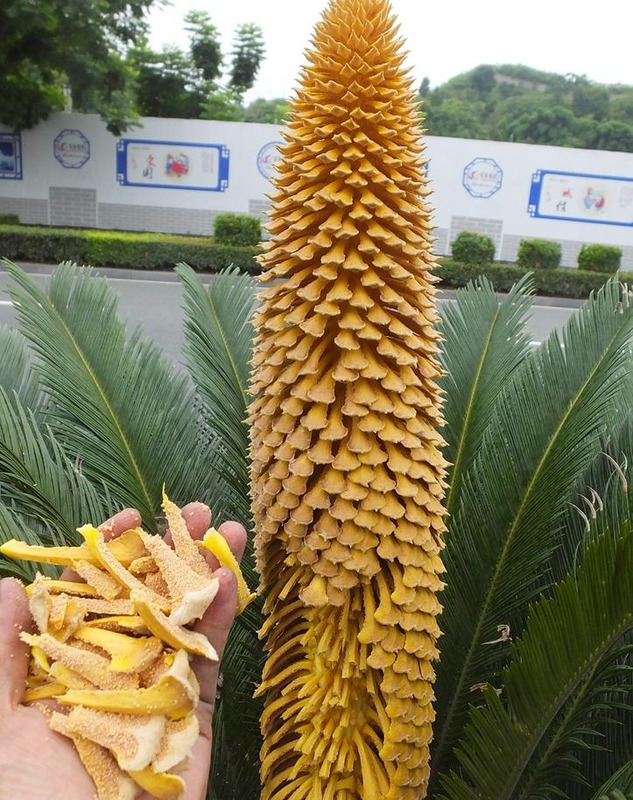 铁树象征什么【铁树寓意和象征】