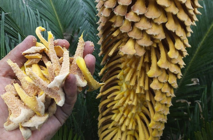 铁树象征什么【铁树寓意和象征】