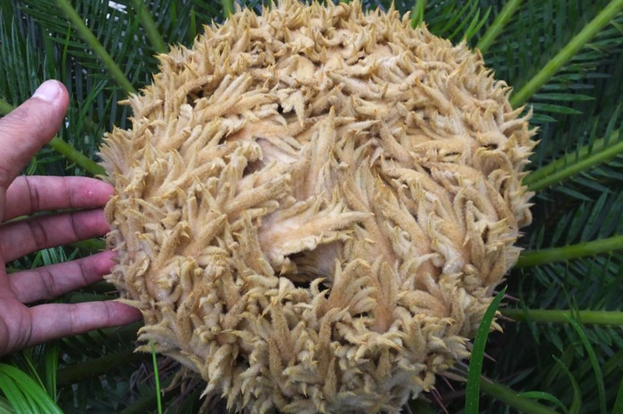 铁树象征什么【铁树寓意和象征】