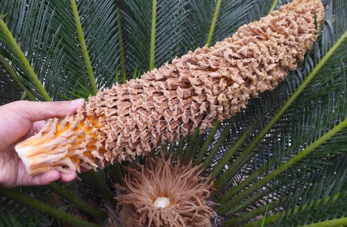 铁树象征什么【铁树寓意和象征】