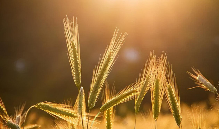 人善被人欺马善被人骑的名句【人善被人欺马善被人骑的说说】