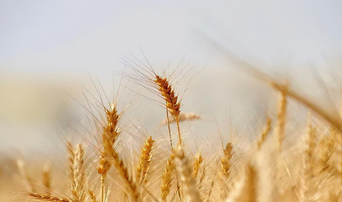 人善被人欺马善被人骑的名句【人善被人欺马善被人骑的说说】