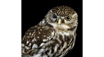 半夜有鸡叫事情有蹊跷【大半夜的鸡叫】