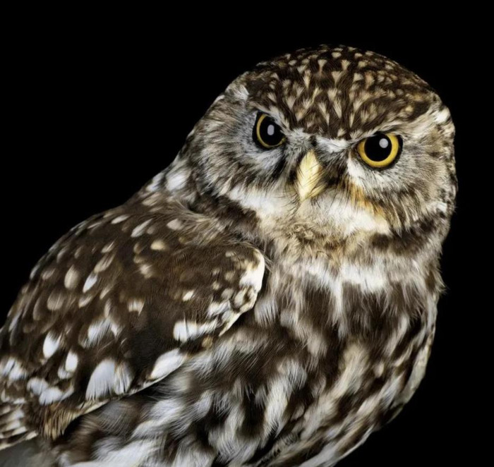 半夜有鸡叫事情有蹊跷【大半夜的鸡叫】