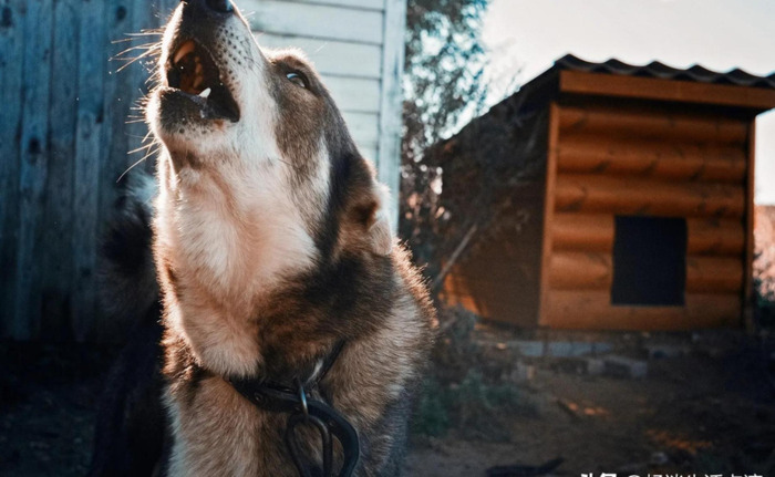 半夜有鸡叫事情有蹊跷【大半夜的鸡叫】