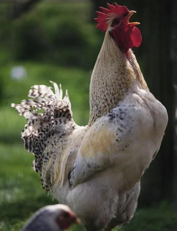 半夜有鸡叫事情有蹊跷【大半夜的鸡叫】