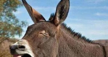 半夜有鸡叫事情有蹊跷【大半夜的鸡叫】