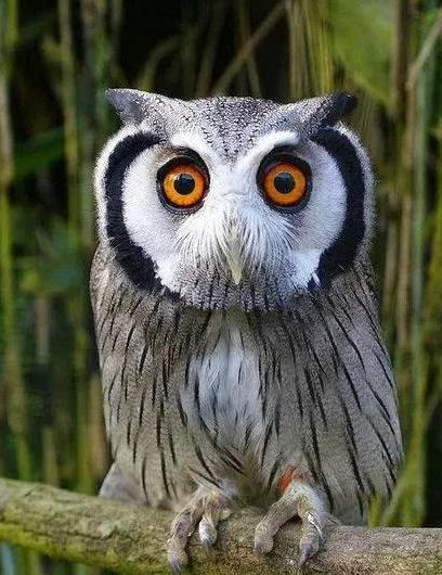 半夜有鸡叫事情有蹊跷【大半夜的鸡叫】