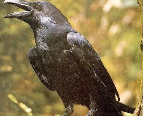 半夜有鸡叫事情有蹊跷【大半夜的鸡叫】