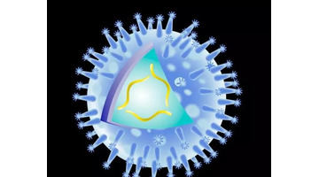 燕窝营养价值与功效【燕窝的成分与功效】