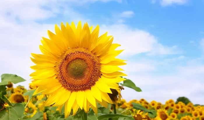 绳锯木断水滴石穿造句【水滴石穿造句五年级】