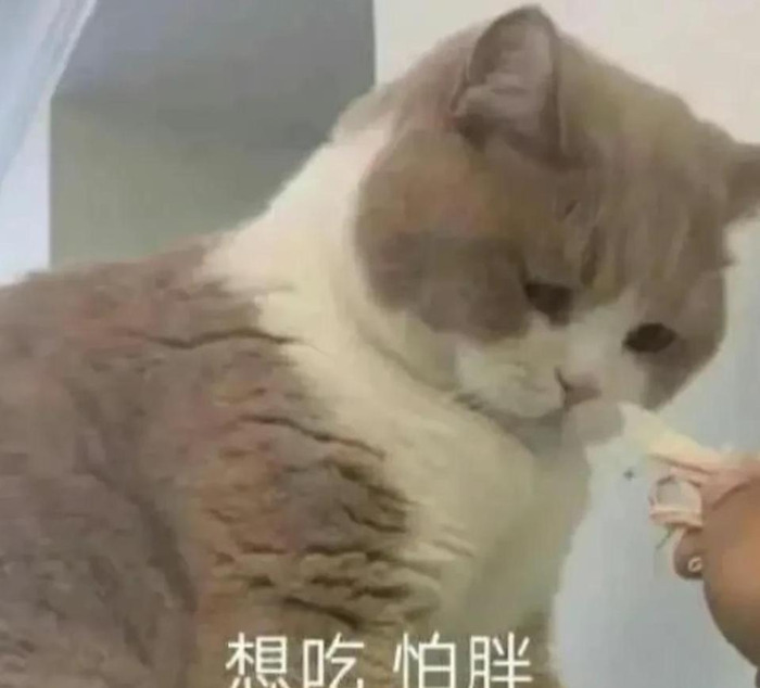 减肥成功的文案 更好的自己【减肥成功的文案怎么写赞美】