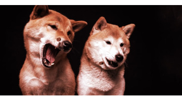 狗狗币现在的价格是多少【狗狗币现在最新价格】