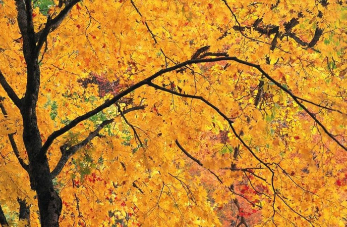 秋天是弯弯的谷穗金黄金黄的秋天是圆圆的苹果仿写句子【秋天是圆圆的苹果通红通红的模仿写句子】